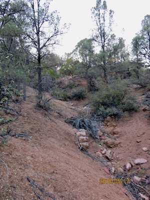 West 90 Forest from Alpine Heights
